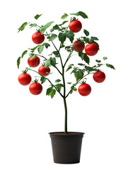 Small Red Tomato Plant with Fruits Isolated on Transparent PNG