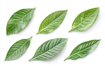 Obraz premium Six vibrant green leaves arranged on white background.