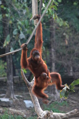 Orangutans are animals from Kalimantan