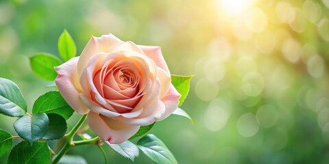 A delicate rose flower with lush green leaves frames the center, creating a beautiful and elegant composition , greenery