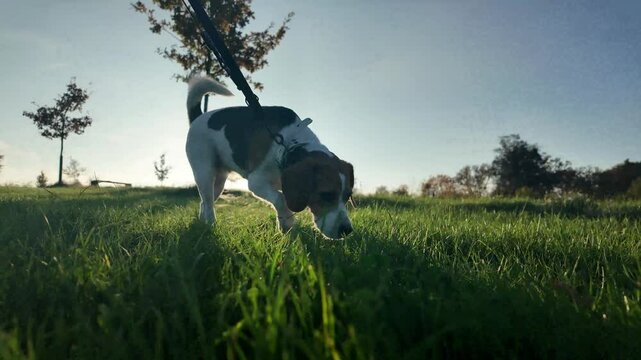 Beagle dog on a lead on a stroll in summer. Christian cross in the background. Flare effect caused by the sun. Concept of love for animals and dogs