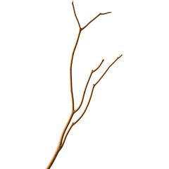 decorative branches, beautiful twigs, natural wood branches, ornamental sticks, rustic decor branches, tree limbs decor, artistic wood branches, aesthetic twigs, stylish branches on white backgrou