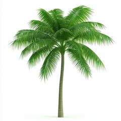 a tropical palm tree, exotic plant, 3D realistic style, vibrant green tones, isolated on white background