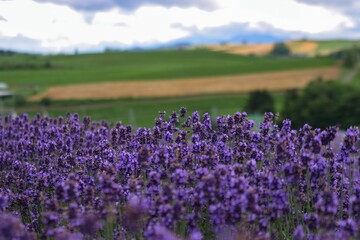 美しいラベンダー畑