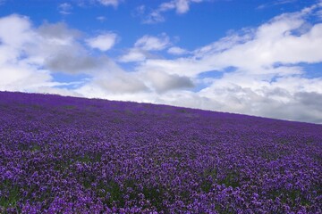一面に広がるラベンダー畑