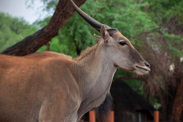 Wildlife animals. Common eland or Eland antelope in the national  park, Namibia