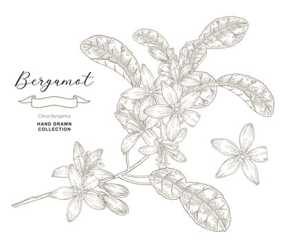 Bergamot flowers on branch. Citrus bergamia tree isolated on white. Vector illustration botanical. Hand drawn engraving style.