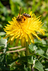 A yellow flower with two bees on it