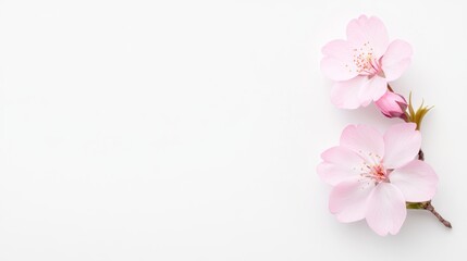 Delicate pink cherry blossoms on a minimalist white background.