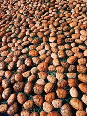 Lot of Dried crab shells