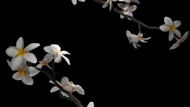 Blooming Plumeria Flower on a Transparent Background