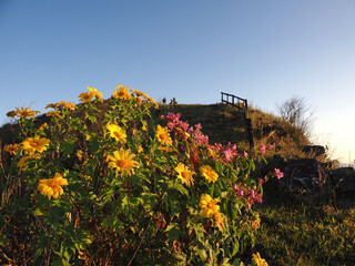Obraz premium Beautiful mexican sunflower on the mountains in Thailan