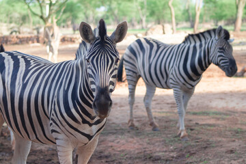 Wild African animals. Two mountain zebras on an open grass field