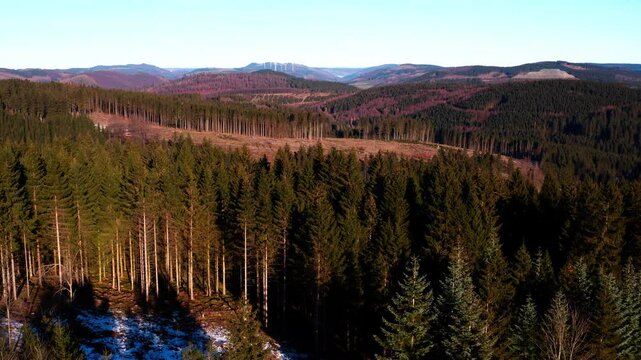 the needle forests of the german hochsauerland 4k 25fps video