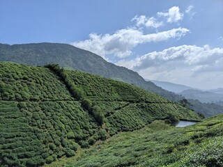 Mountain of a Tea plantation in Valaparai, Tamilnadu, India