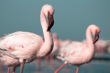 African wild birds. A flock of pink flamingos on the blue lagoon against the bright sky