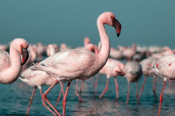 African wild birds. A flock of pink flamingos on the blue lagoon against the bright sky