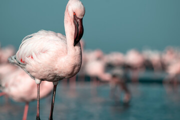 African wild birds. A flock of pink flamingos on the blue lagoon against the bright sky