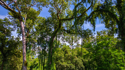 Fototapeta premium large and tall teak forest bathed in sunlight, with tall, slender trees reaching toward the sky. The soft rays of light filtering through the branches create a serene and enchanting woodland