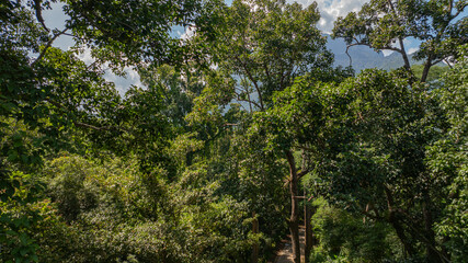 Fototapeta premium An aerial view of a serene road winding through a dense tropical forest, surrounded by towering trees and vibrant greenery under a clear blue sky.