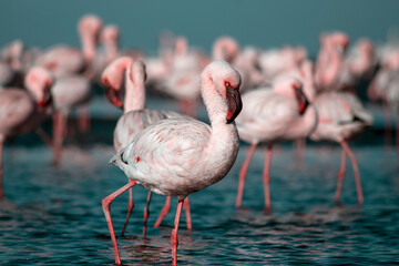 African wild birds. A flock of pink flamingos on the blue lagoon against the bright sky