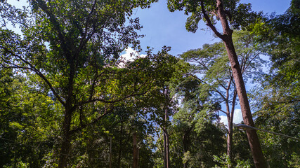 large and tall teak forest bathed in sunlight, with tall, slender trees reaching toward the sky. The soft rays of light filtering through the branches create a serene and enchanting woodland