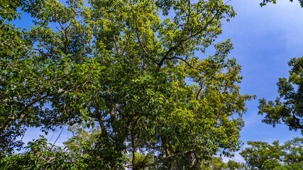 large and tall teak forest bathed in sunlight, with tall, slender trees reaching toward the sky. The soft rays of light filtering through the branches create a serene and enchanting woodland