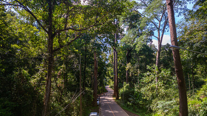 Fototapeta premium Tourists park their cars to take pictures with a large and tall teak tree on the side of the road. Giant trees alley, Road 3024 is a check-in point for tourists. large trees line the green forest.