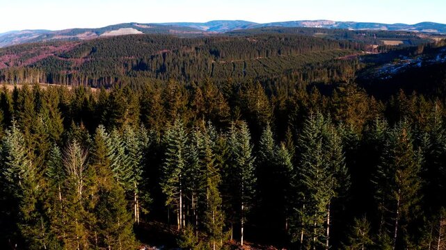 the needle forests of the german hochsauerland 4k 25fps video