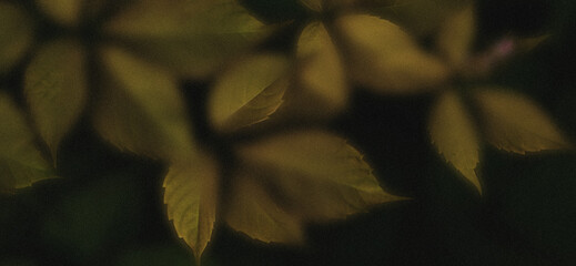 Blurred golden leaves creating a warm-toned abstract botanical texture.
