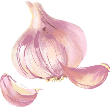 Acrylic gouache watercolor garlic vegetable illustration. Painted isolated superfood on white background
