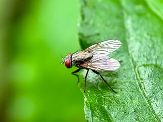 Close up of Flies in green leaves