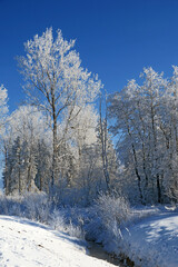 verschneiter Laubwald - frosted forest