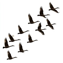 Obraz premium A formation of geese flying in a V-shape against a white background.