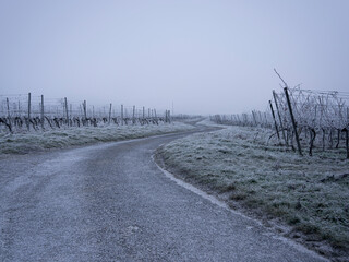 Weingarten im Winter