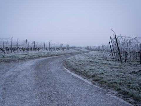 Weingarten im Winter