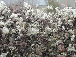 dry vegetation on fence with white fluffy seeds as natural texture, bush with dried flowers fragment