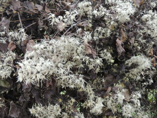 fragment of shrub with dark dry foliage and fluffy seeds in autumn time, gloomy textured natural background of dead plant with shaggy flowers