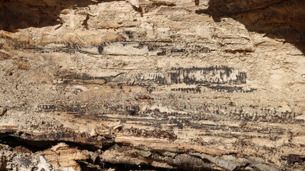 a fragment of an old tree trunk in cross section, with a beautiful sanded texture of natural wood