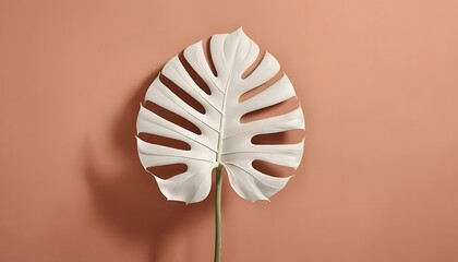 White Monstera Leaf Against a Peach Background