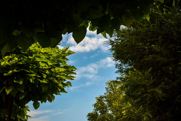 Blue sky with clouds surrounded by green foliage of trees in park. Directly Below Of Trees Against Blue Sky. Copy space.