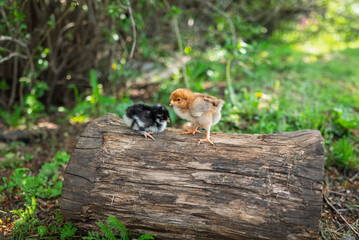 Small chickens sit on log in village on sunny summer day