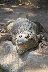 Crocodiles have big and strong mouths