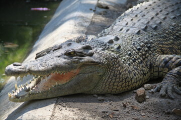 Crocodiles have big and strong mouths