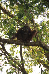 Orangutans are animals from Kalimantan