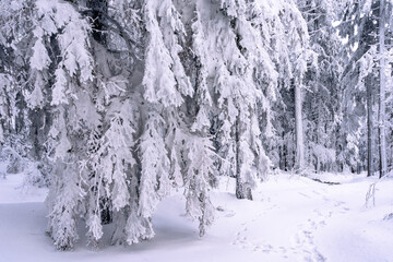 Snow-draped fir trees create an amazing winter wonderland in the Bavarian Forest National Park, Germany