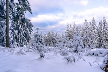 A stunning winter panorama of fir trees blanketed in snow in Germany’s Bavarian Forest National Park