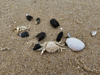 Am Hvidbjerg Strand in Dänemark
