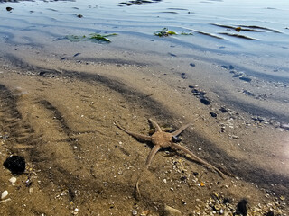 Am Hvidbjerg Strand in Dänemark