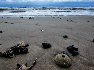 Am Hvidbjerg Strand in Dänemark